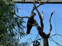 10. Reisetag – Besuch im Alice Springs Desert Park – Schwarzer Kakadu