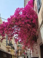 Nafplio (Nauplia)