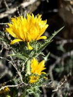 Spanische Golddistel in Agrigent