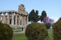 einer der ionischen Tempel von Paestum