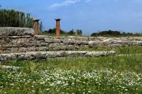 zwei einsame Säulen inmitten der Blütenpracht in Paestum