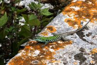 Mitbewohner von Paestum 