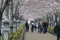 Kamakura, Kirschbaumallee