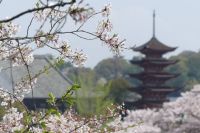 Kirschblüte auf Miyajima