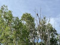 13. Reisetag – Bootstour auf dem South Alligator River im Kakadu-Nationalpark