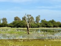 13. Reisetag – Bootstour auf dem South Alligator River im Kakadu-Nationalpark – Schlangenhalsvogel