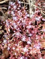 Sedum caeruleum, Blaue Fetthenne, Naturreservat Zingaro 