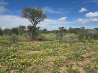 26 Morgenstern (Tribulus zeyheri)