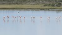 65 Pretty Flamingos