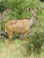 154 Und noch ein Beobachter