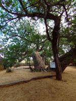 171 Ein alter Baobab