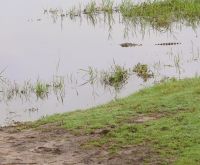 201 Einfach gut getarnt