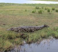 203 Ein Prachtexemplar!