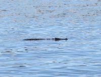 239 Lieber nicht hineinspringen...