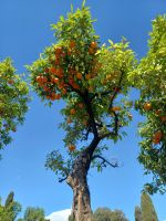 gute Ernte in Aussicht