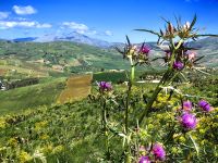 Disteln vor schöner Landschaft in Segesta