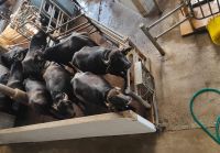 auf der Büffelfarm Vannulo