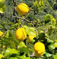 Amalfi-Zitronen am Götterpfad/Amalfiküste/Italien