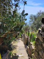 Wanderung von Montepertuso nach Positano/Amalfiküste/Italien