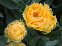 Keukenhof - Prachtexemlare noch und noch...