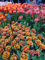 Keukenhof - Züchterstolz...