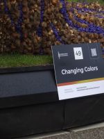 ... unser Chamäleon nun im Blumenkorso...