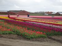 ... und immer wieder Tulpenfelder...
