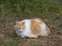 DSCN8820.JPG   Kloster- Kater