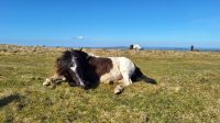Dartmoor Pony