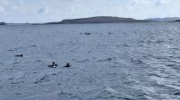 Isles of Scilly: Boot-Safari