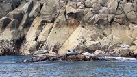 Isles of Scilly: Boot-Safari