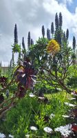 Isles of Scilly, Tresco: Tresco Abbey Gardens
