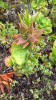 Isles of Scilly, Tresco: Tresco Abbey Gardens
