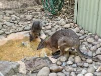 20. Reisetag – Besuch im Featherdale Wildlife Park – Wallabys