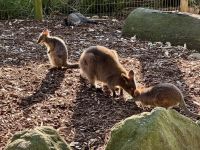 20. Reisetag – Besuch im Featherdale Wildlife Park – Wallabys