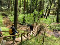 Im Wald bei Serra San Bruno