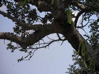 Johannisbrotbaum mit Früchten