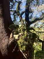 Korkeichen, Monchique, Portugal