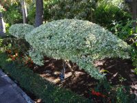 Botanischer Garten in Funchal - Schildkröte