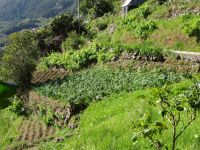 Levada Wanderung - kleine Gemüsefelder