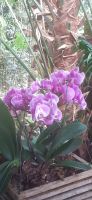 Pantropica