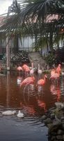 Pantropica