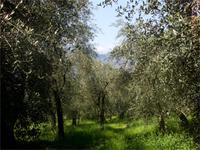 Olivenhain bei Campo