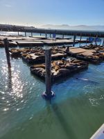003 San Francisco - Seelöwen von Fisherman´s Warf.jpg