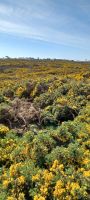 wunderbare Gingster entlang des Weges