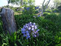 Blandy's Garten - Agapanthus