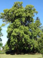 Blandy's Garten - Kampferbaum