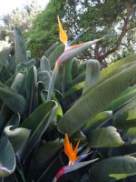 Blandy's Garten - Strelitzien