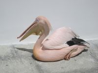 der Nachfolger von Petros