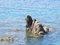 ein Kamel im Wasser ?